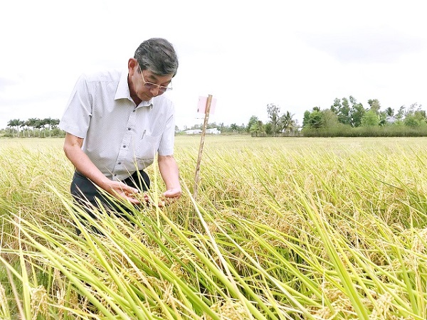 Kỹ sư Hồ Quang Cua là ''cha đẻ'' của giống lúa thơm mang tên ST